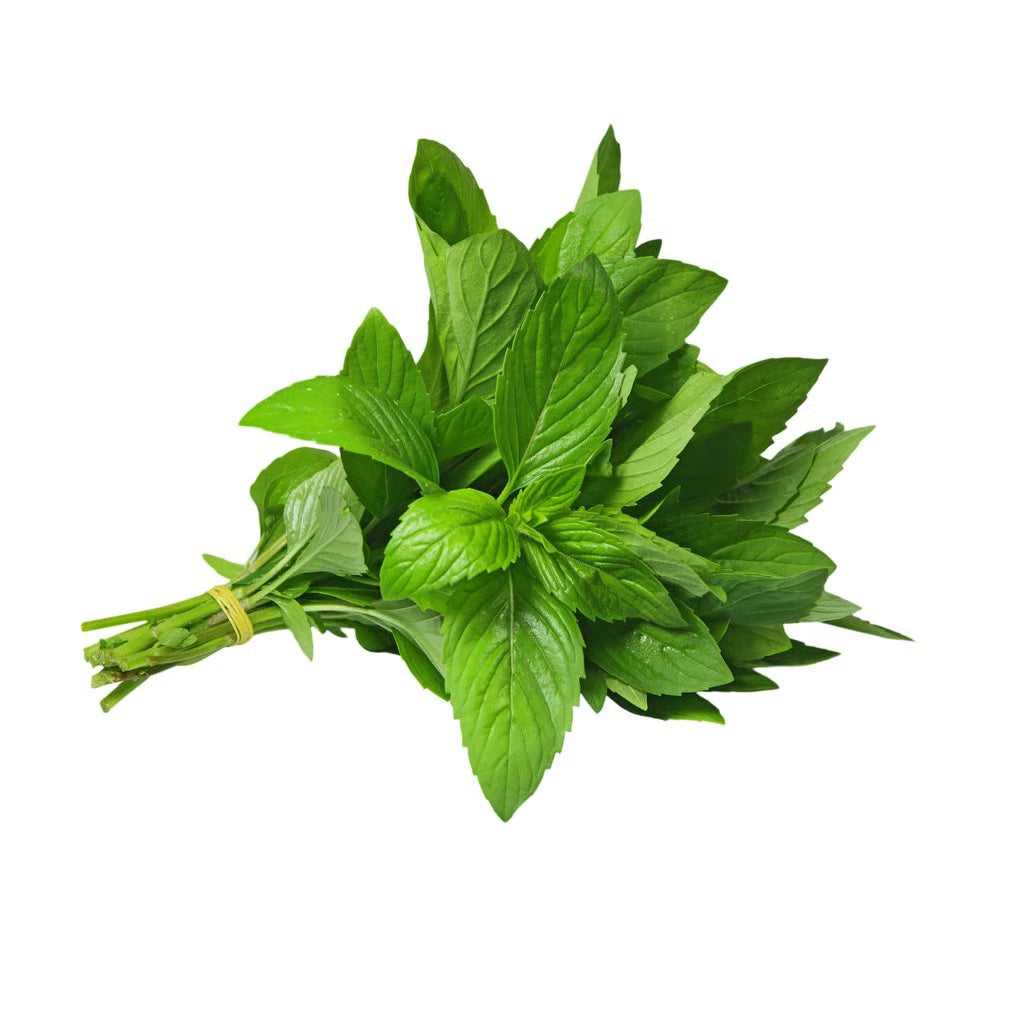 FRESH MINT x 1